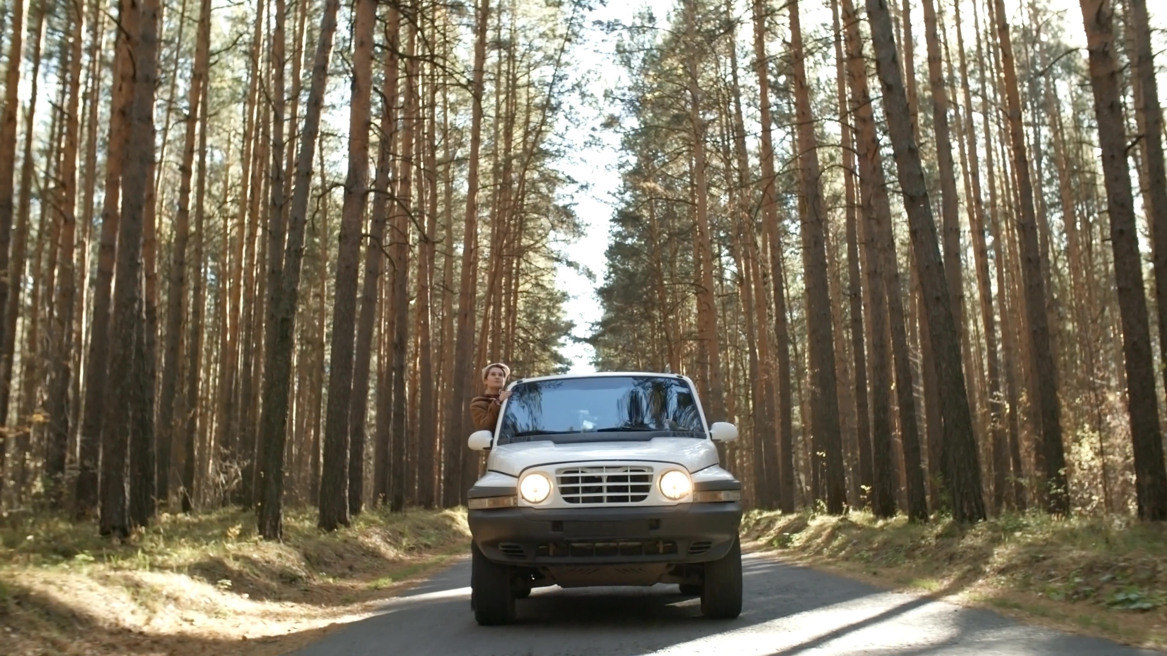 森林中形式的汽车